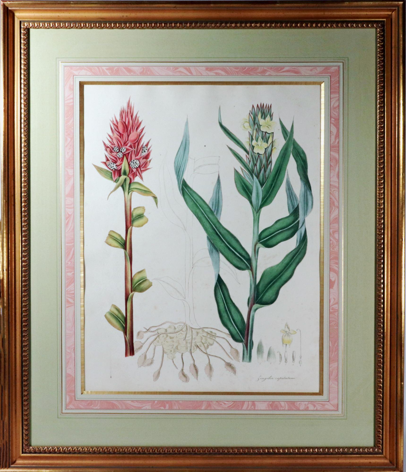 William Roscoe Botanischer Großdruck,
Zingiber Capitatum,
Monandrische Pflanzen der Ordnung Scitamineae,
1828

Ein spektakulär großer und schön gerahmter botanischer Druck. Die Motive für diese Publikation stammen hauptsächlich von lebenden