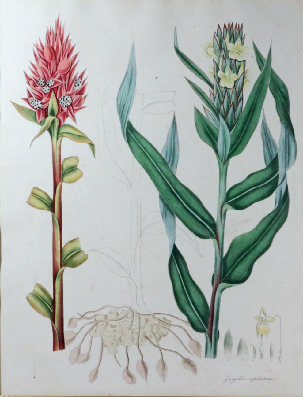 William Roscoe Botanical Großer botanischer Druck einer tropischen Pflanze, Zingiber Capitatum (Regency) im Angebot
