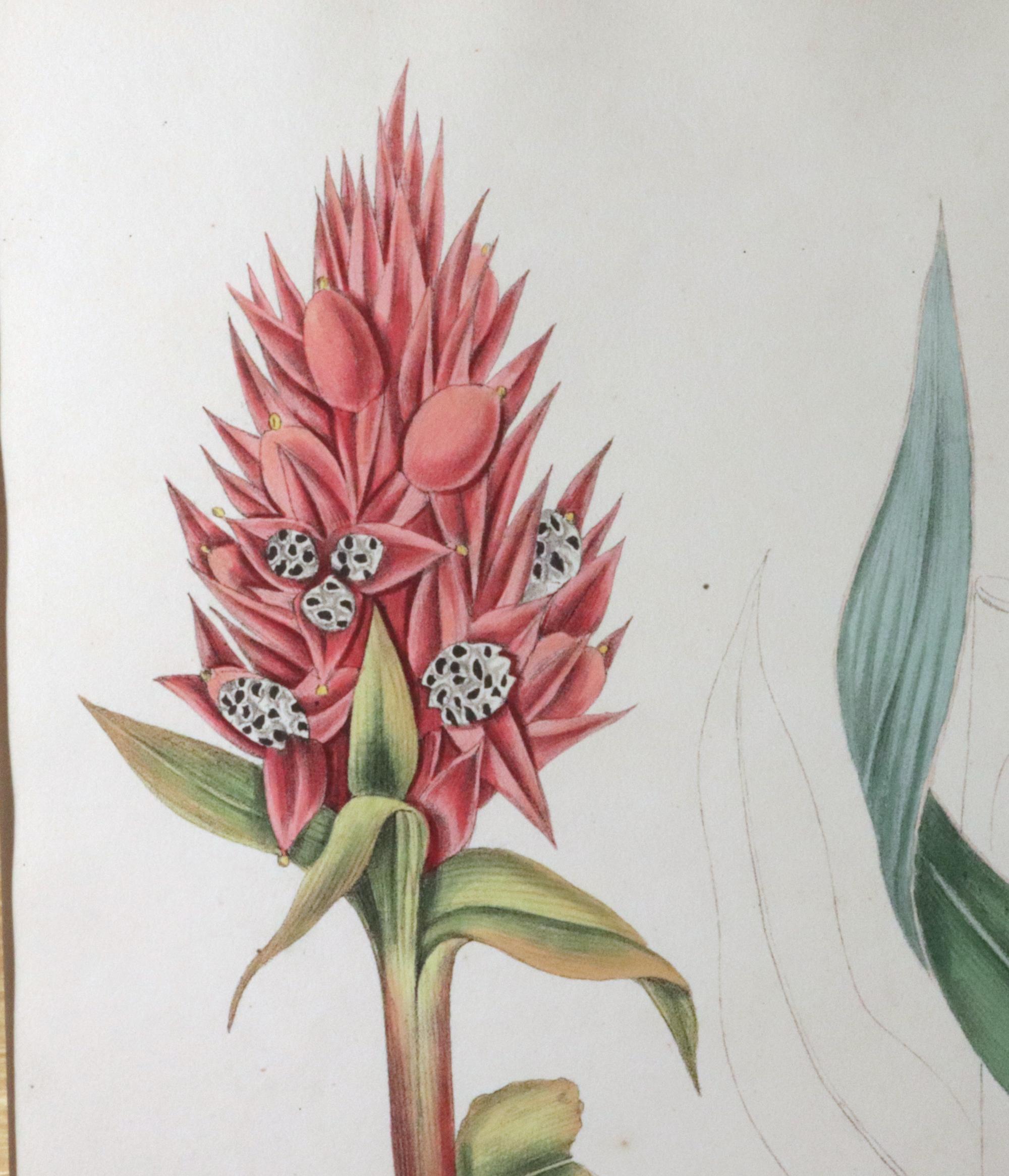 William Roscoe Botanical Großer botanischer Druck einer tropischen Pflanze, Zingiber Capitatum (Englisch) im Angebot