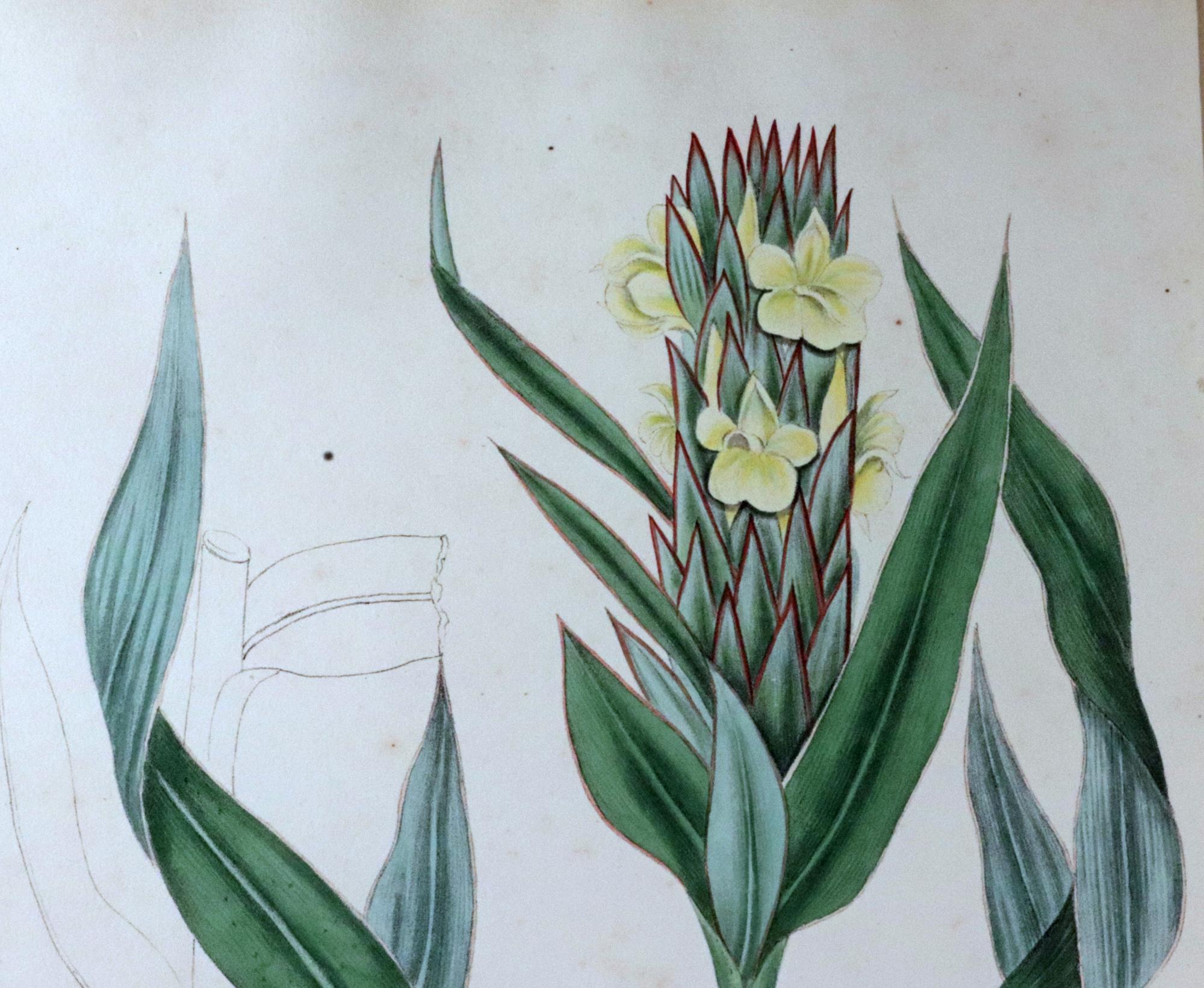 William Roscoe Botanical Großer botanischer Druck einer tropischen Pflanze, Zingiber Capitatum im Zustand „Gut“ im Angebot in Downingtown, PA