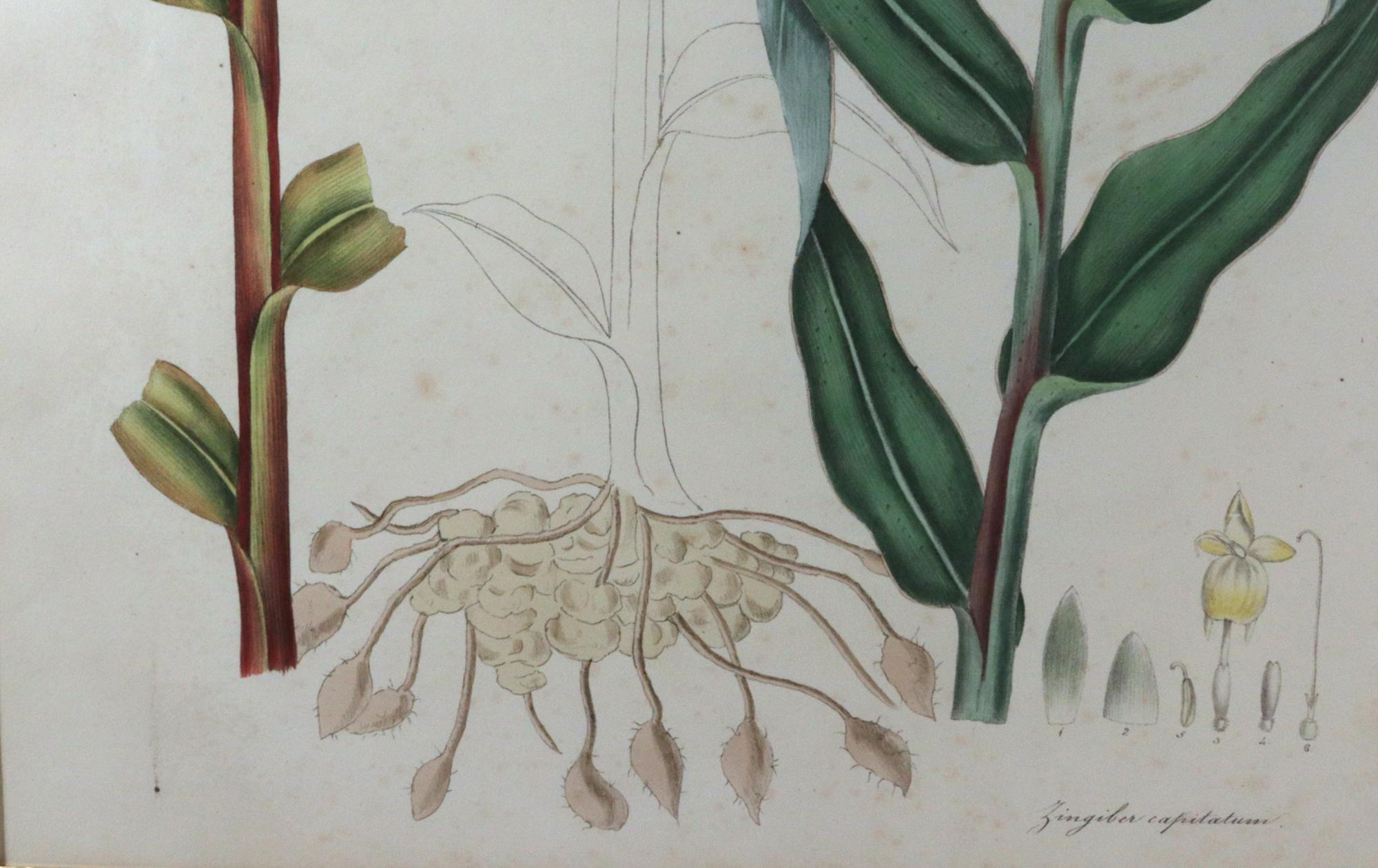 William Roscoe Botanical Großer botanischer Druck einer tropischen Pflanze, Zingiber Capitatum (19. Jahrhundert) im Angebot