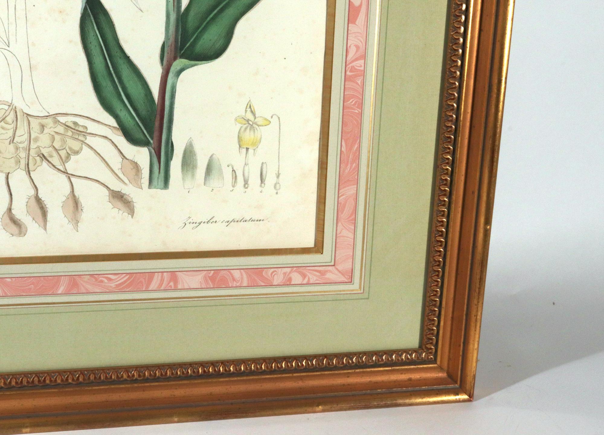 William Roscoe Botanical Großer botanischer Druck einer tropischen Pflanze, Zingiber Capitatum (Papier) im Angebot