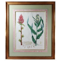 William Roscoe Botanical Large Print of Tropical Plant, Zingiber Capitatum