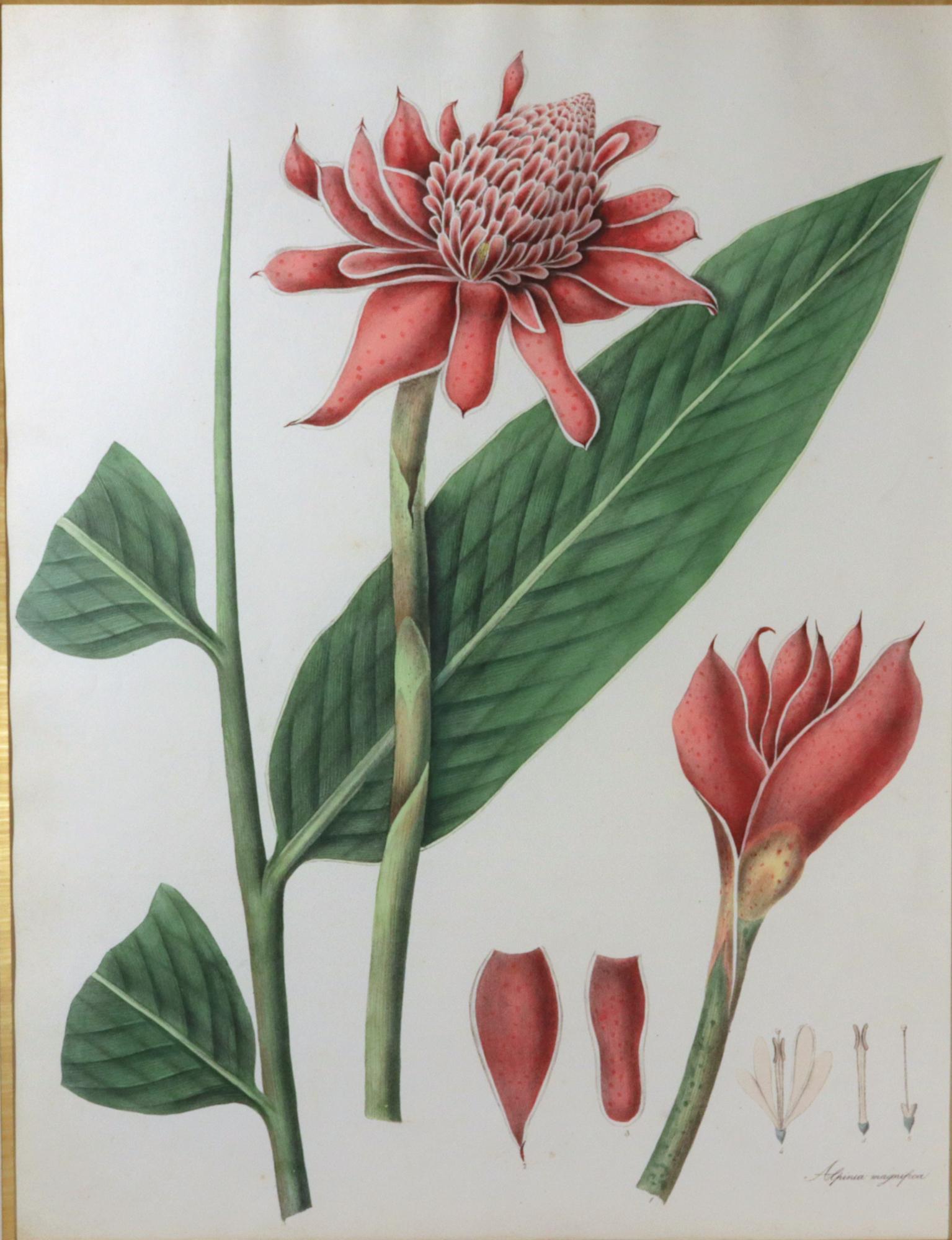 William Roscoe Botanischer Tropischer Pflanzendruck,
Alpinia Magnifica,
Monandrische Pflanze aus der Ordnung der Scitamineae,
Veröffentlicht 1828

Ein spektakulär großer und schön gerahmter botanischer Druck. Die Motive für diese Publikation stammen