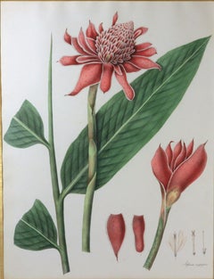 William Roscoe Grande estampe botanique d'une plante tropicale