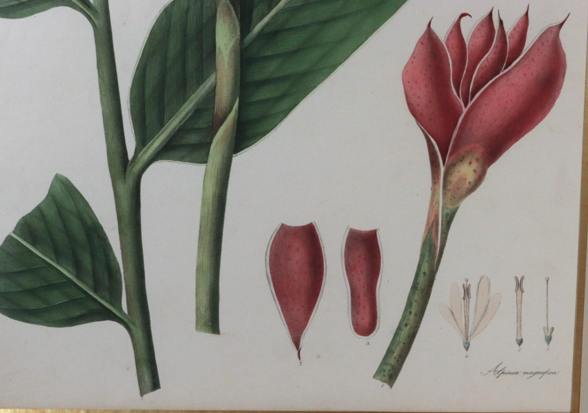 William Roscoe Großer botanischer Druck einer tropischen Pflanze (Regency) im Angebot