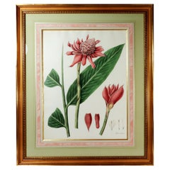 William Roscoe Large Botanical Print of Tropical Plant