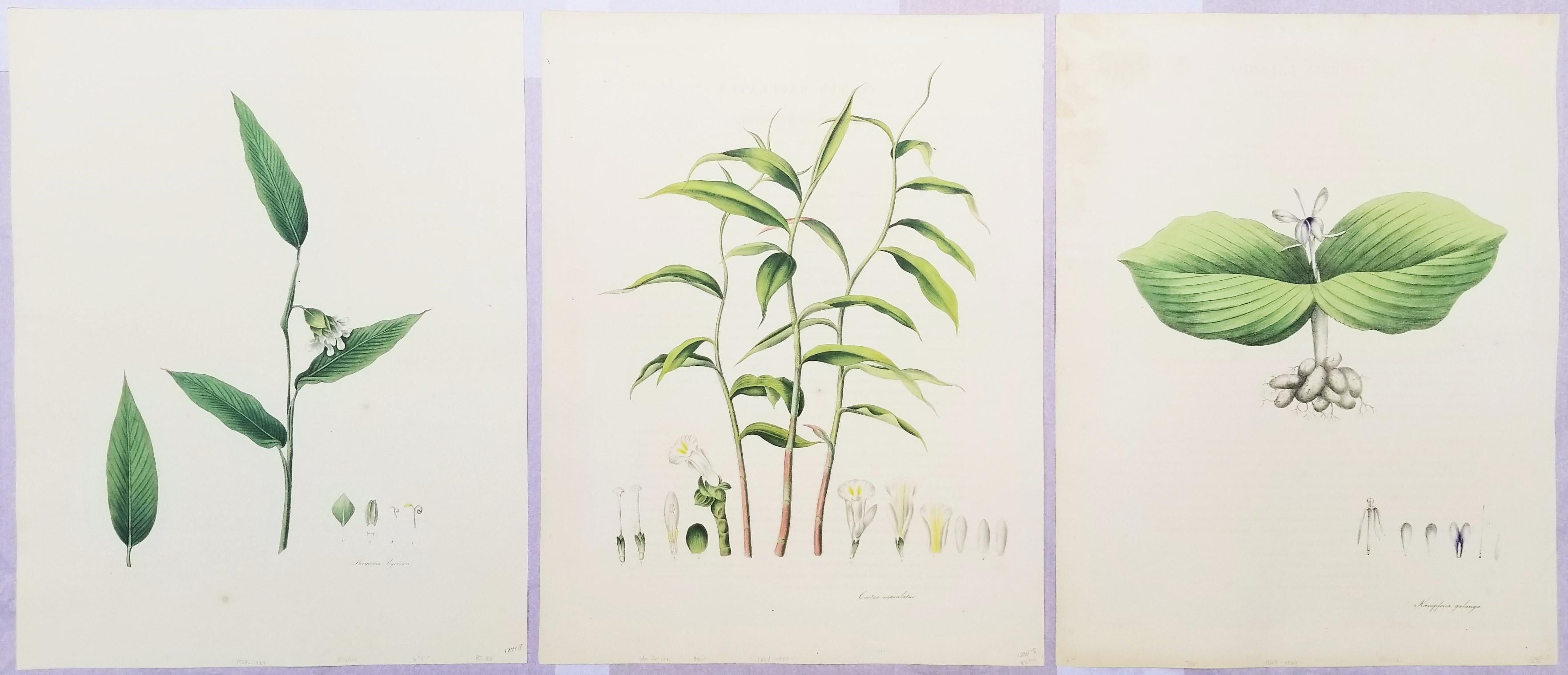 Conjunto de tres litografías coloreadas a mano de "Plantas Monandrianas" de Roscoe