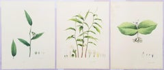 Conjunto de tres litografías coloreadas a mano de "Plantas Monandrianas" de Roscoe