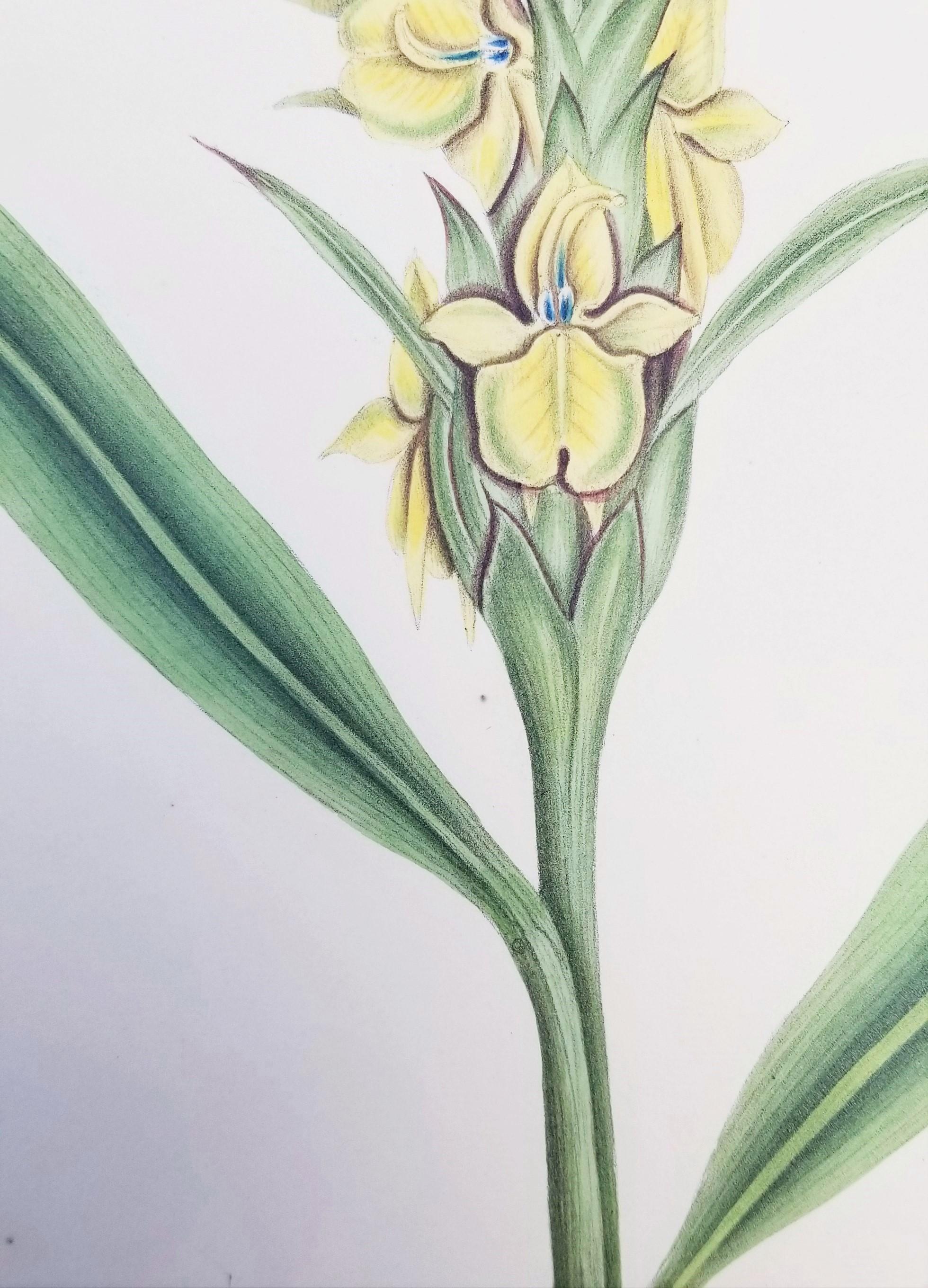 Set von zwei handkolorierten Lithografien aus Roscos „Monandrian Plants“ /// Botany im Angebot 5