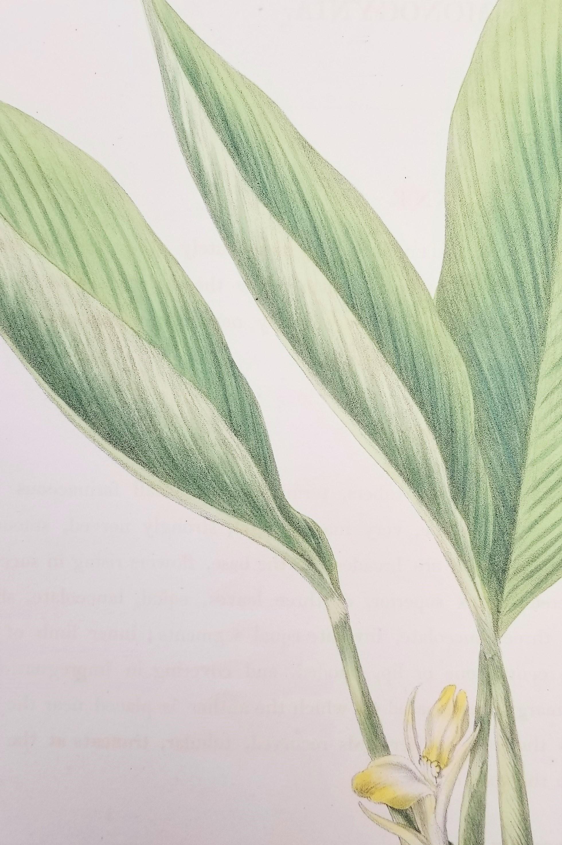 Set of Two Hand-Colored Lithographs from Roscoe's 