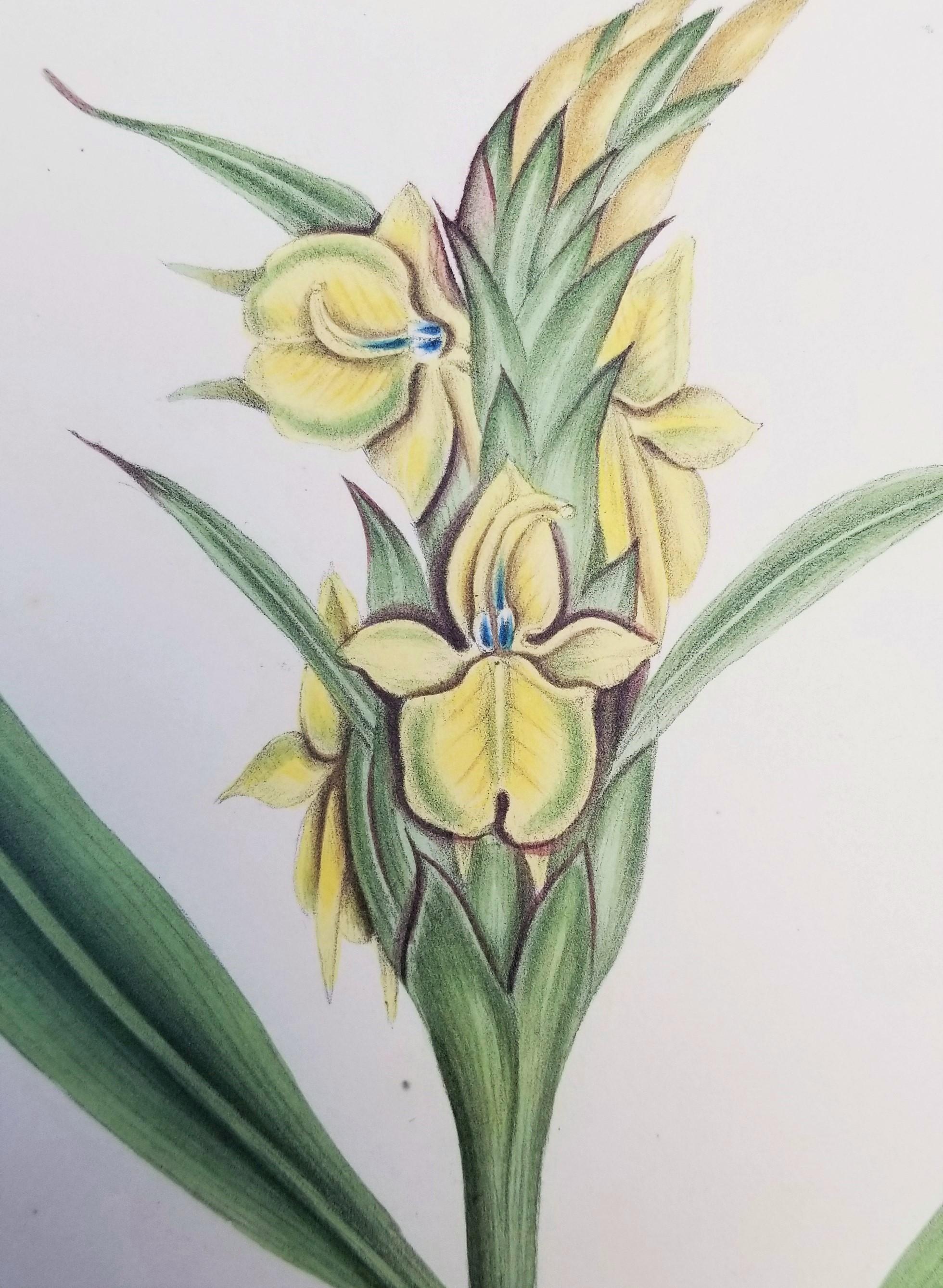 Set von zwei handkolorierten Lithografien aus Roscos „Monandrian Plants“ /// Botany im Angebot 6
