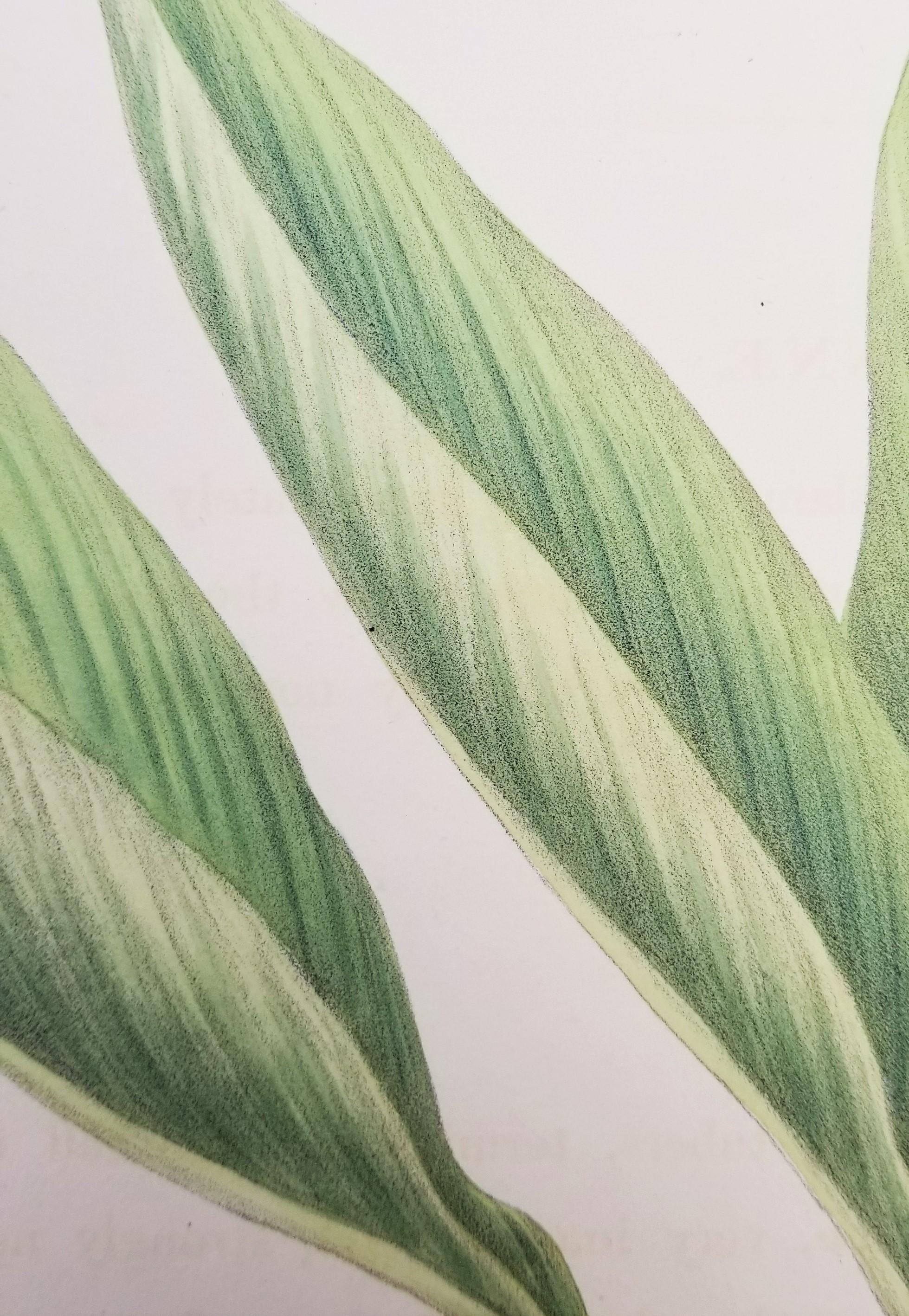 Set of Two Hand-Colored Lithographs from Roscoe's 