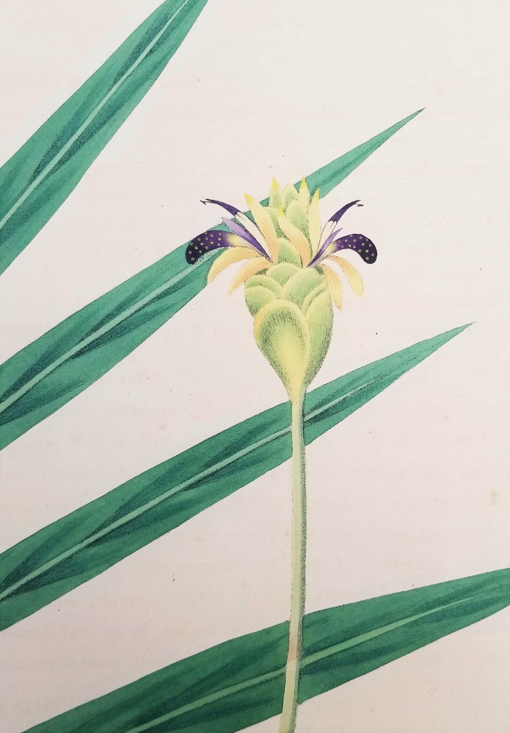 Set of Two Hand-Colored Lithographs from Roscoe's 
