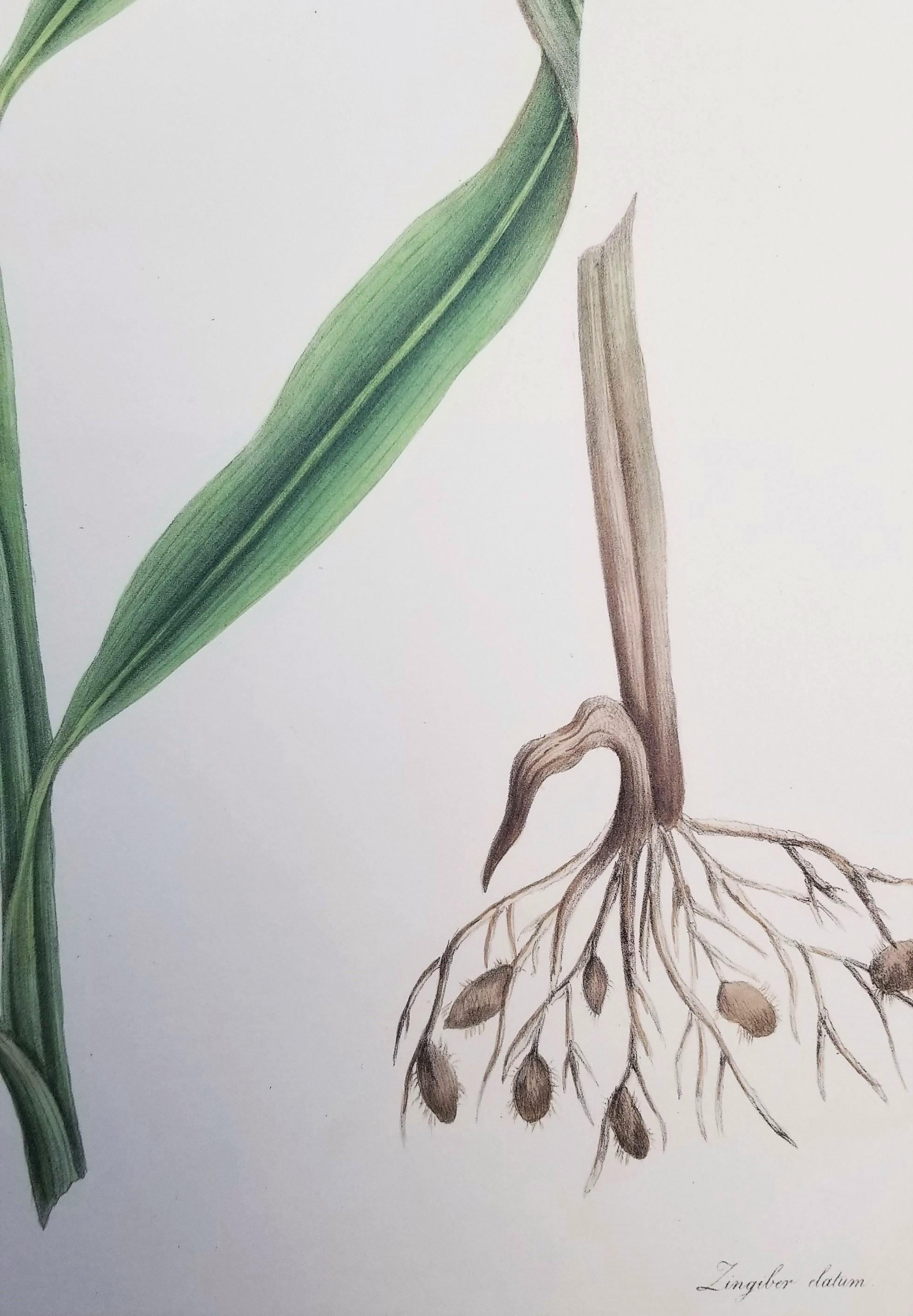 Set von zwei handkolorierten Lithografien aus Roscos „Monandrian Plants“ /// Botany im Angebot 7