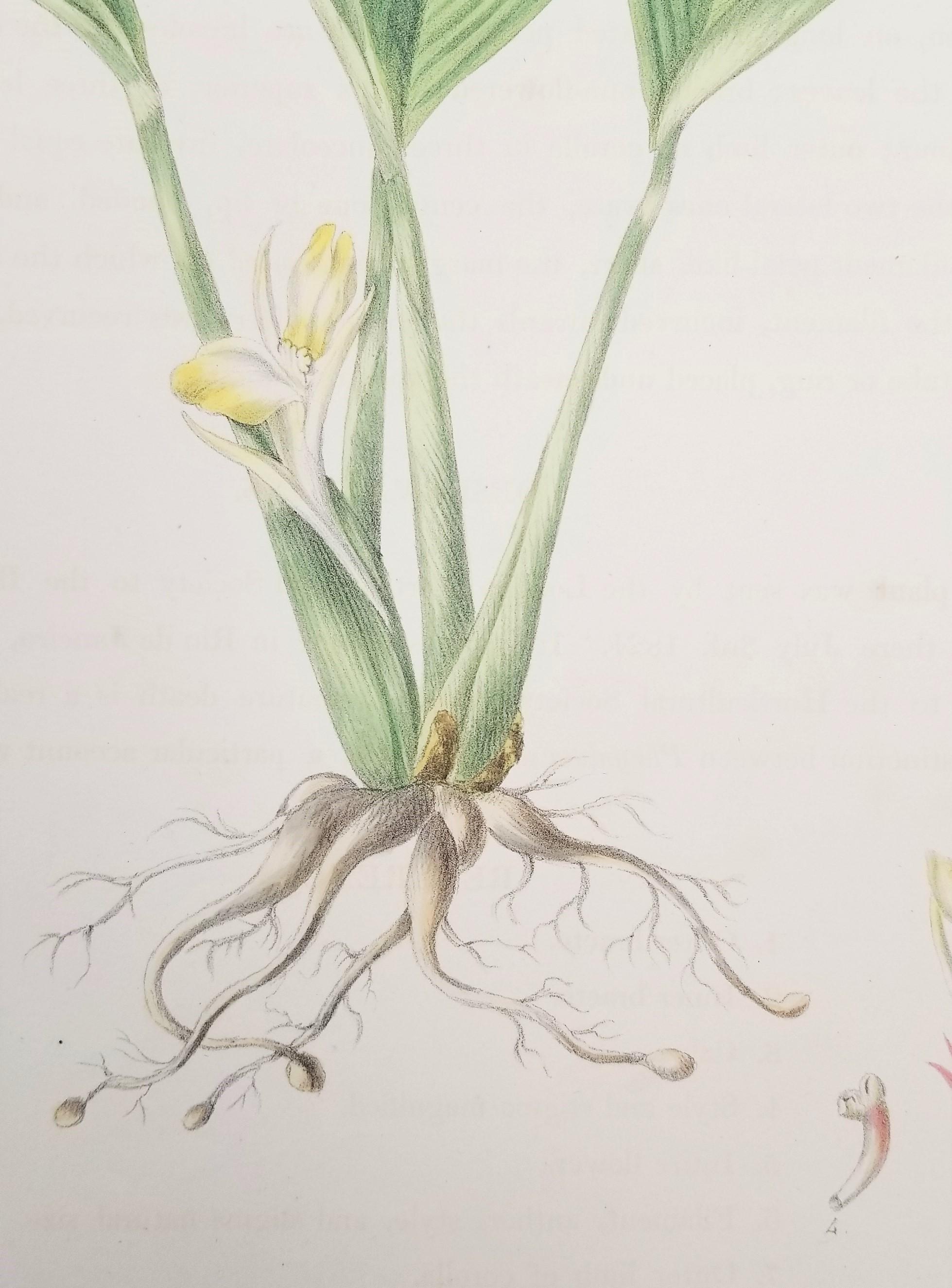 Set of Two Hand-Colored Lithographs from Roscoe's 