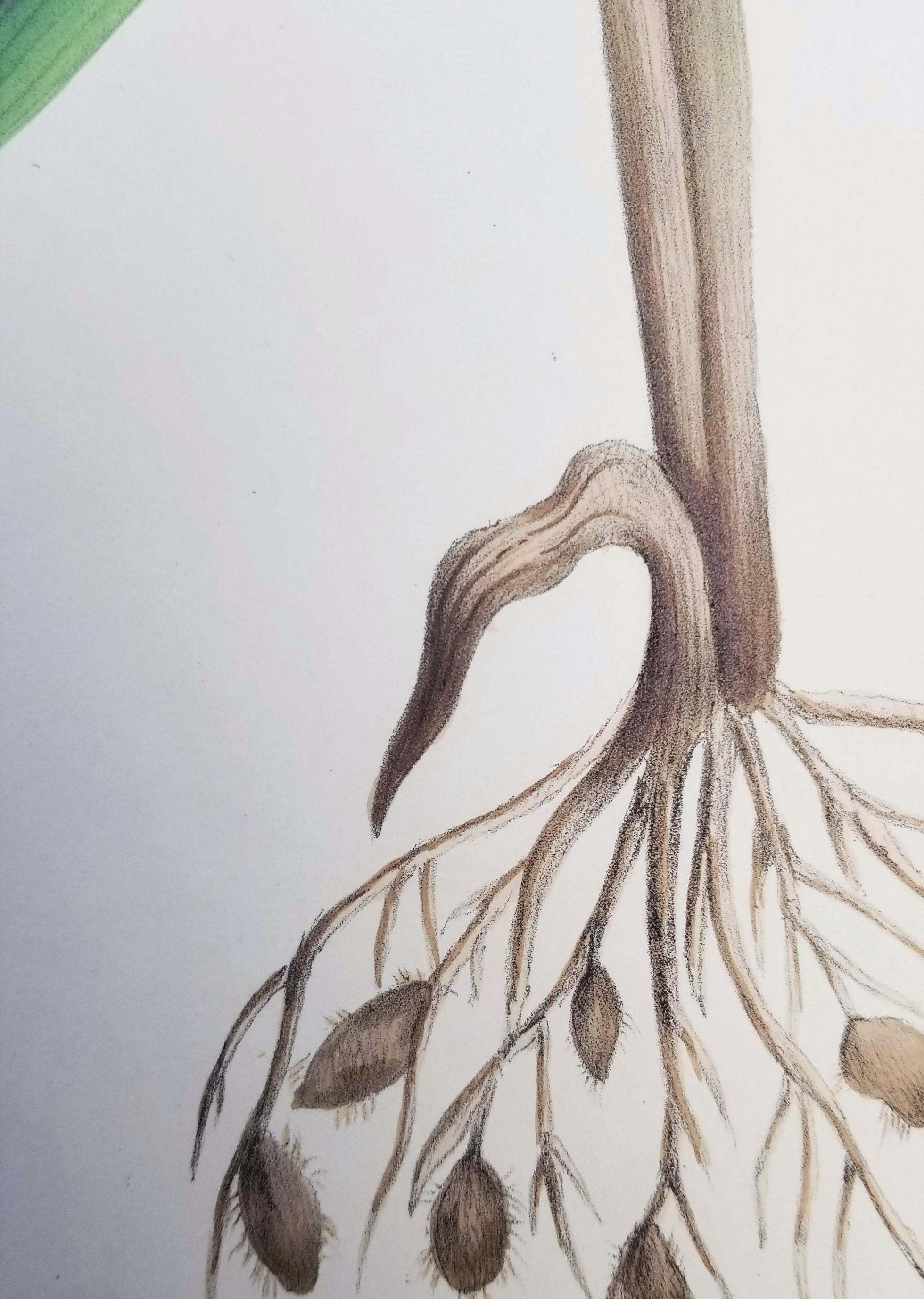 Set von zwei handkolorierten Lithografien aus Roscos „Monandrian Plants“ /// Botany im Angebot 8