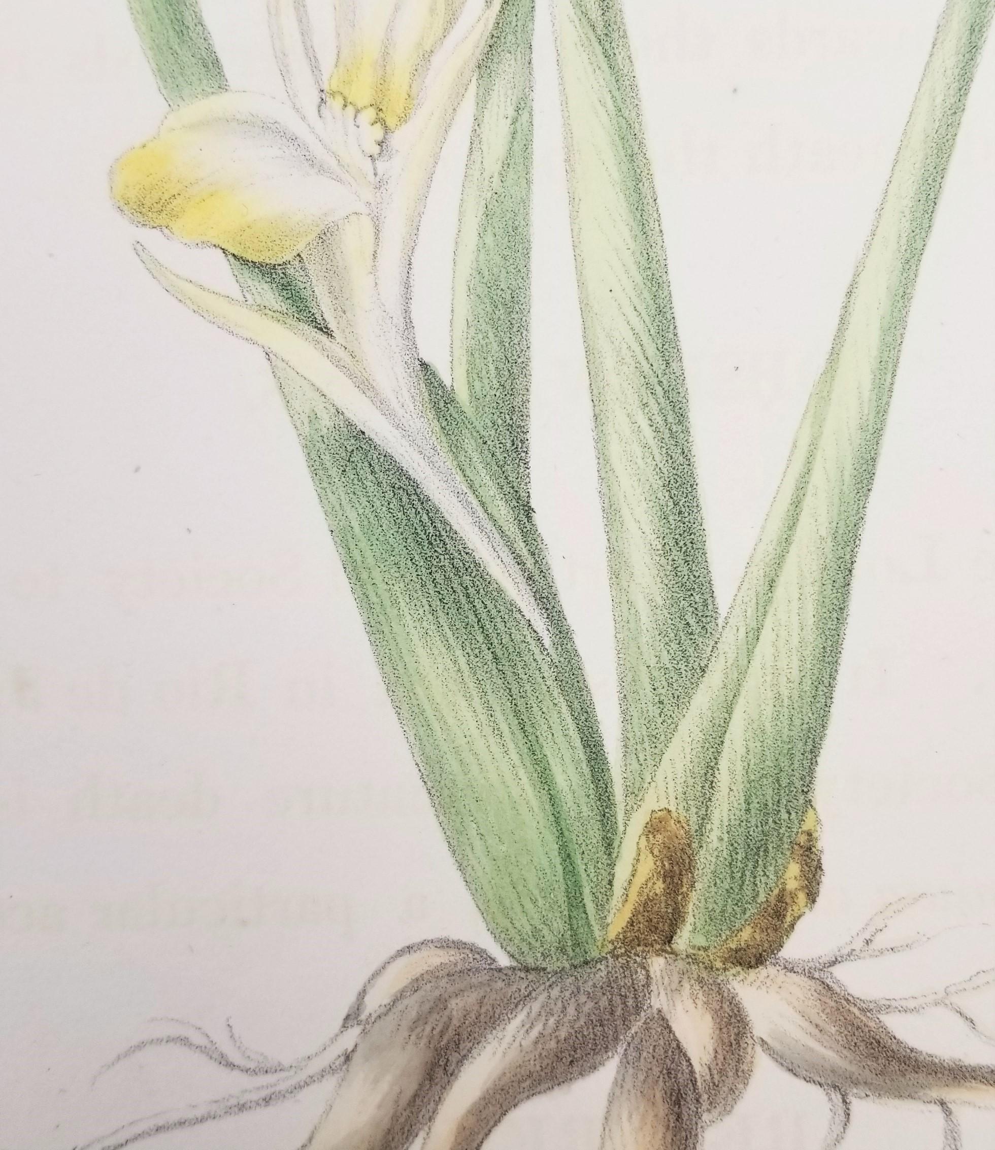 Set of Two Hand-Colored Lithographs from Roscoe's 