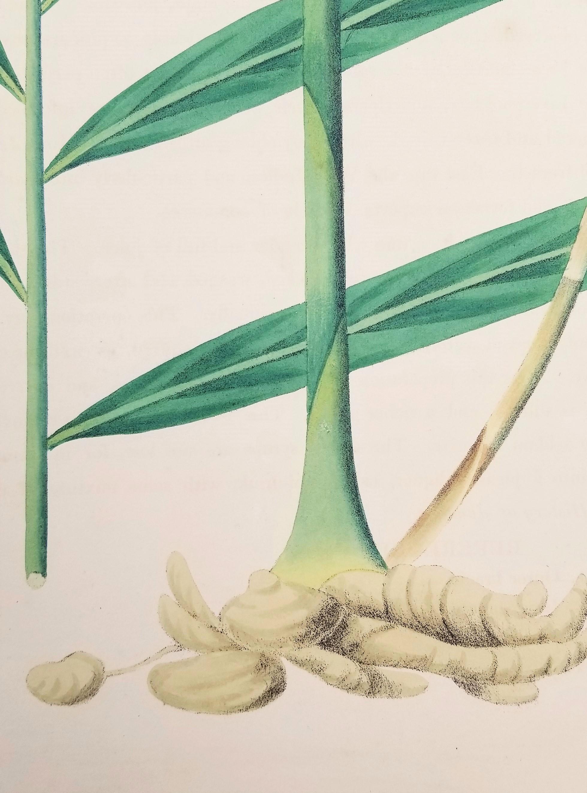 Set of Two Hand-Colored Lithographs from Roscoe's 