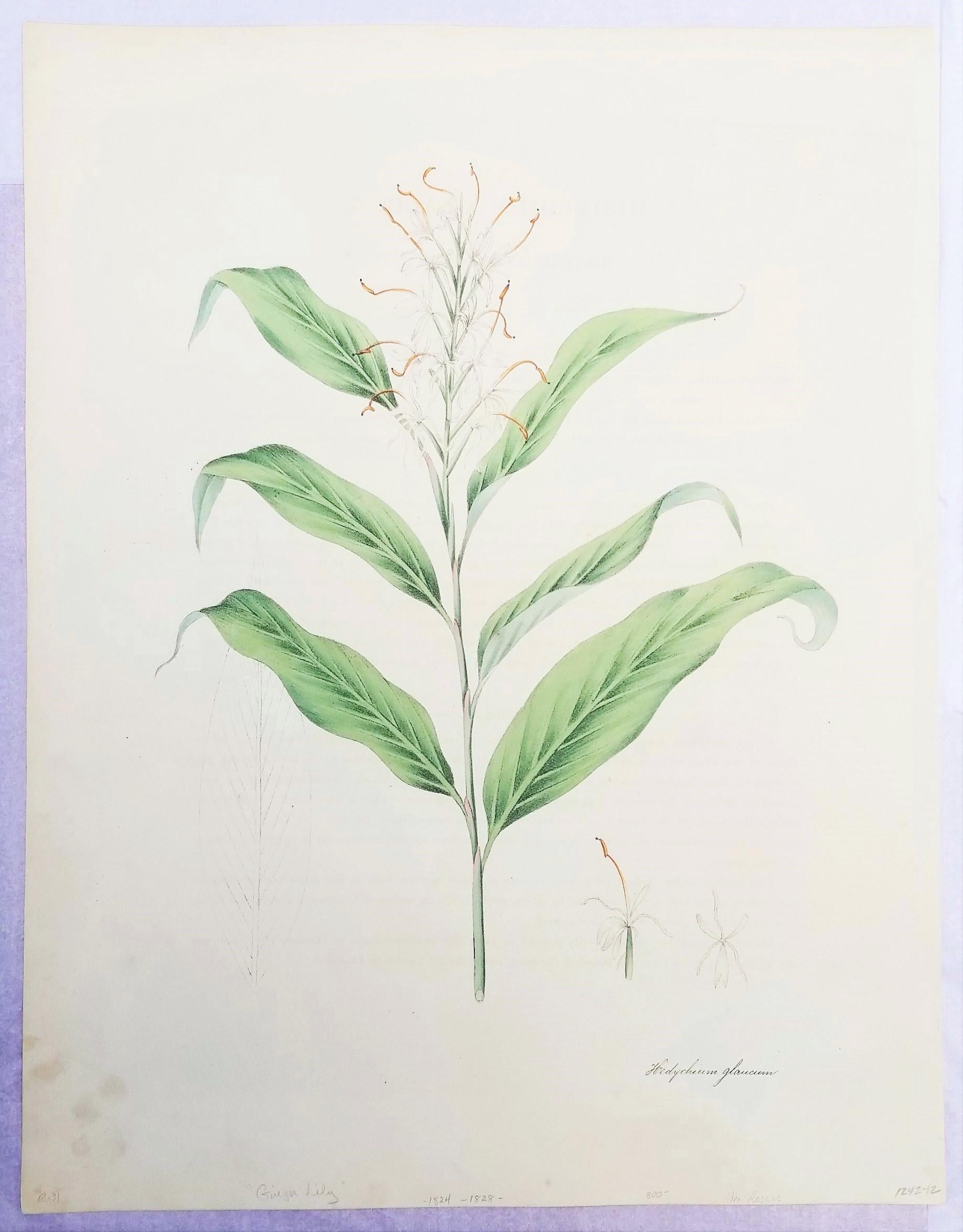 Set von zwei handkolorierten Lithografien aus Roscos „Monandrian Plants“ /// Botany (Viktorianisch), Print, von William Roscoe