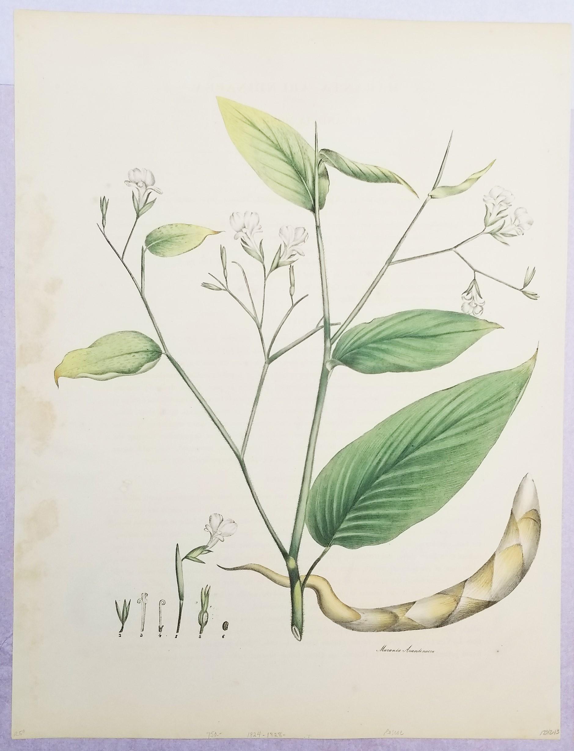 Set of Two Hand-Colored Lithographs from Roscoe's 