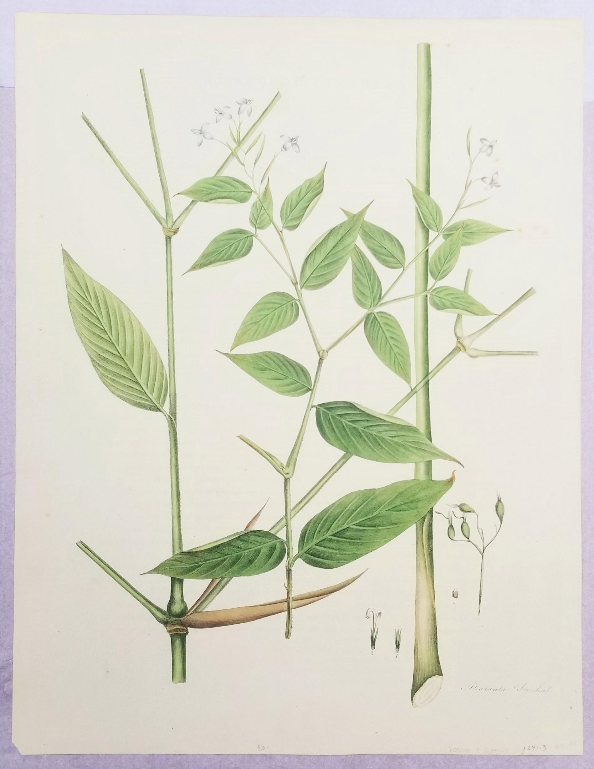 Set of Two Hand-Colored Lithographs from Roscoe's 