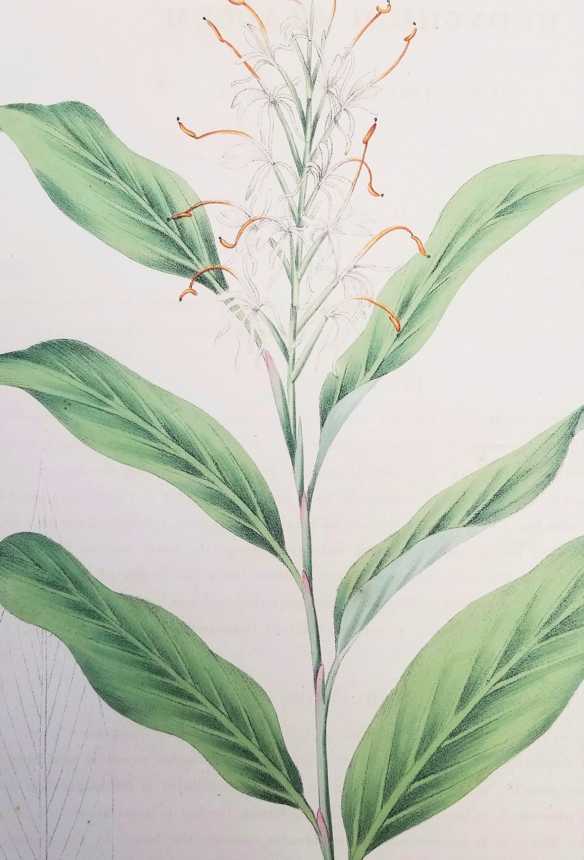 Set von zwei handkolorierten Lithografien aus Roscos „Monandrian Plants“ /// Botany (Grau), Still-Life Print, von William Roscoe