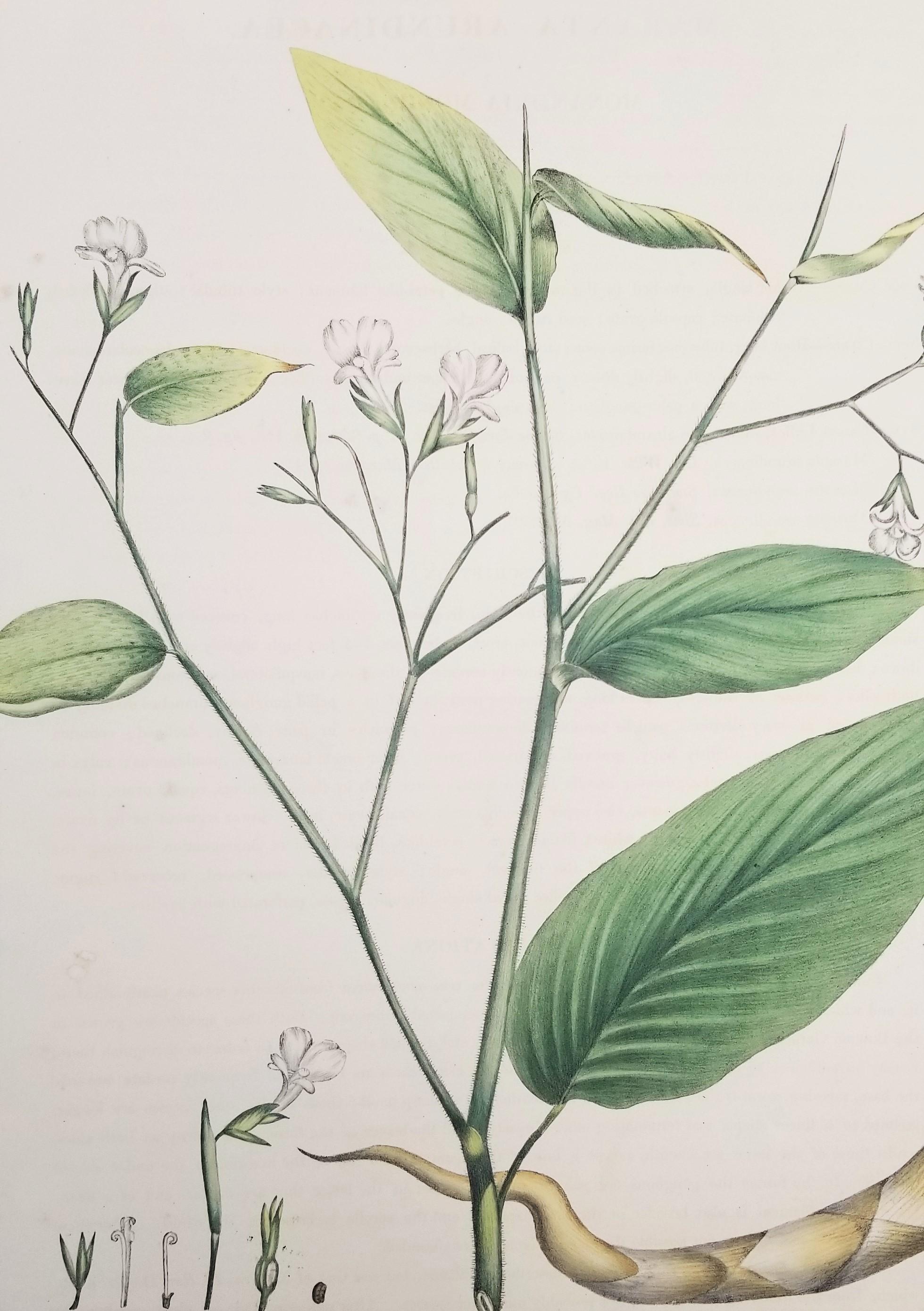 Set of Two Hand-Colored Lithographs from Roscoe's 