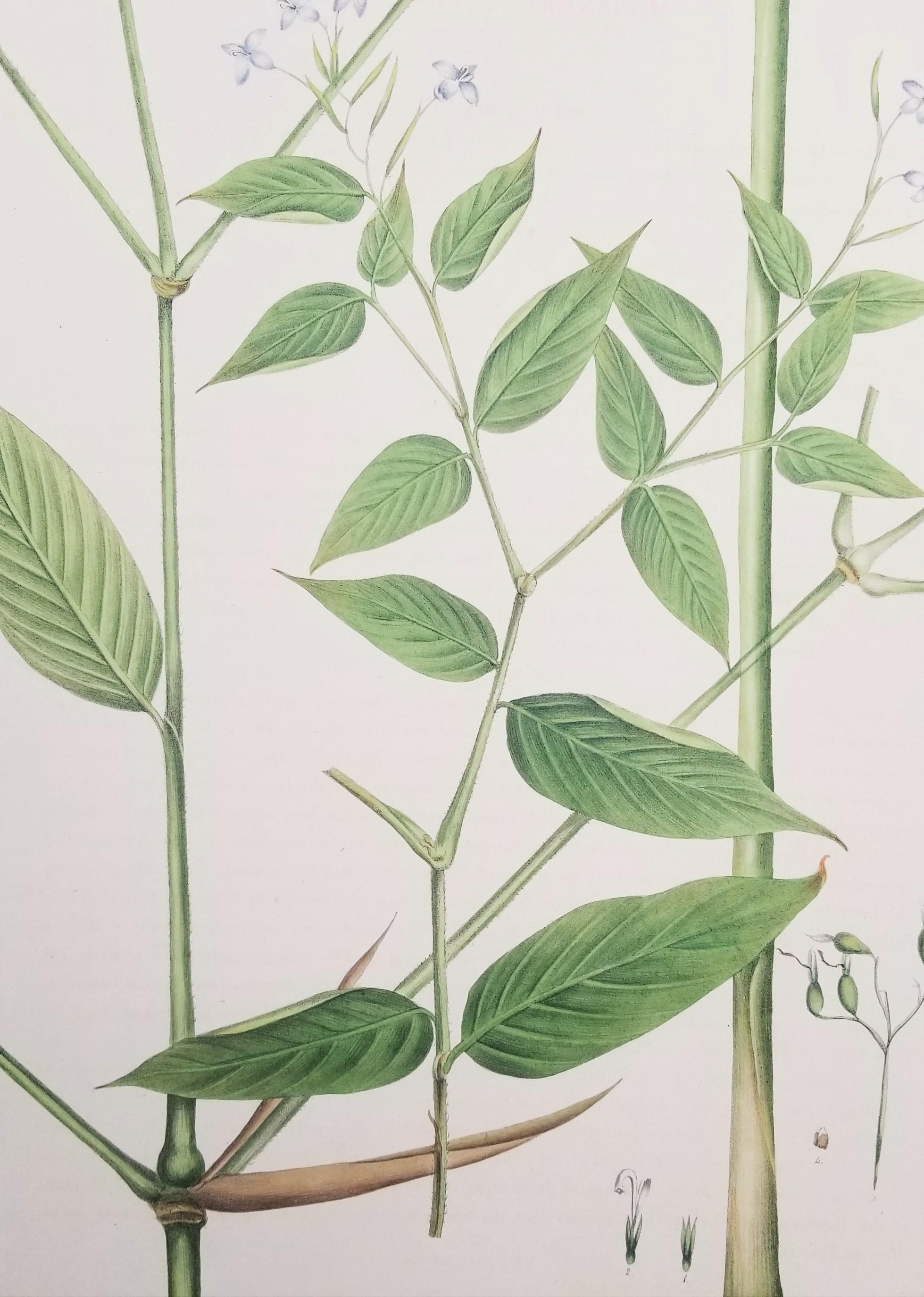 Set of Two Hand-Colored Lithographs from Roscoe's 
