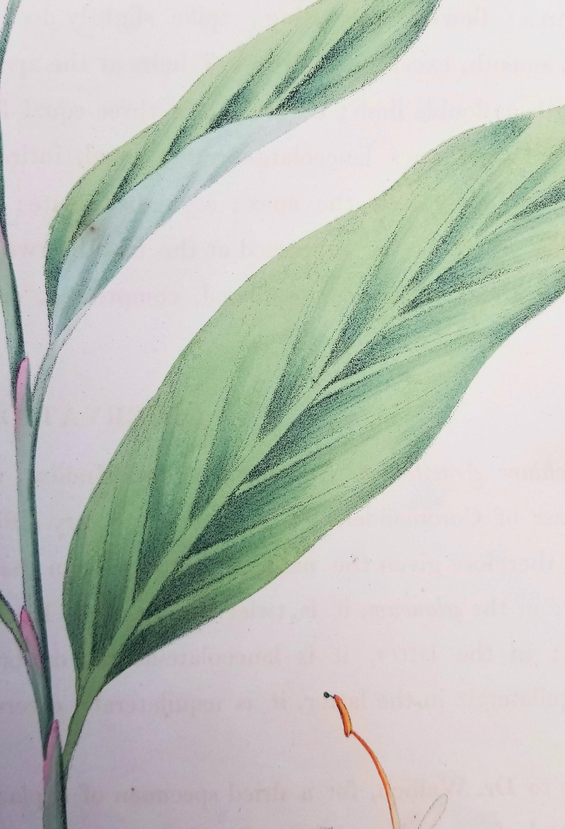 Set von zwei handkolorierten Lithografien aus Roscos „Monandrian Plants“ /// Botany im Angebot 1