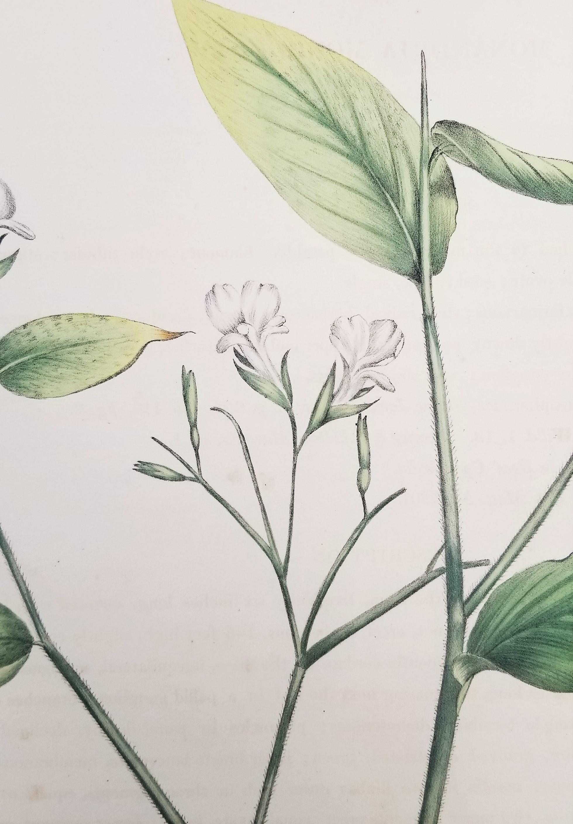 Set of Two Hand-Colored Lithographs from Roscoe's 