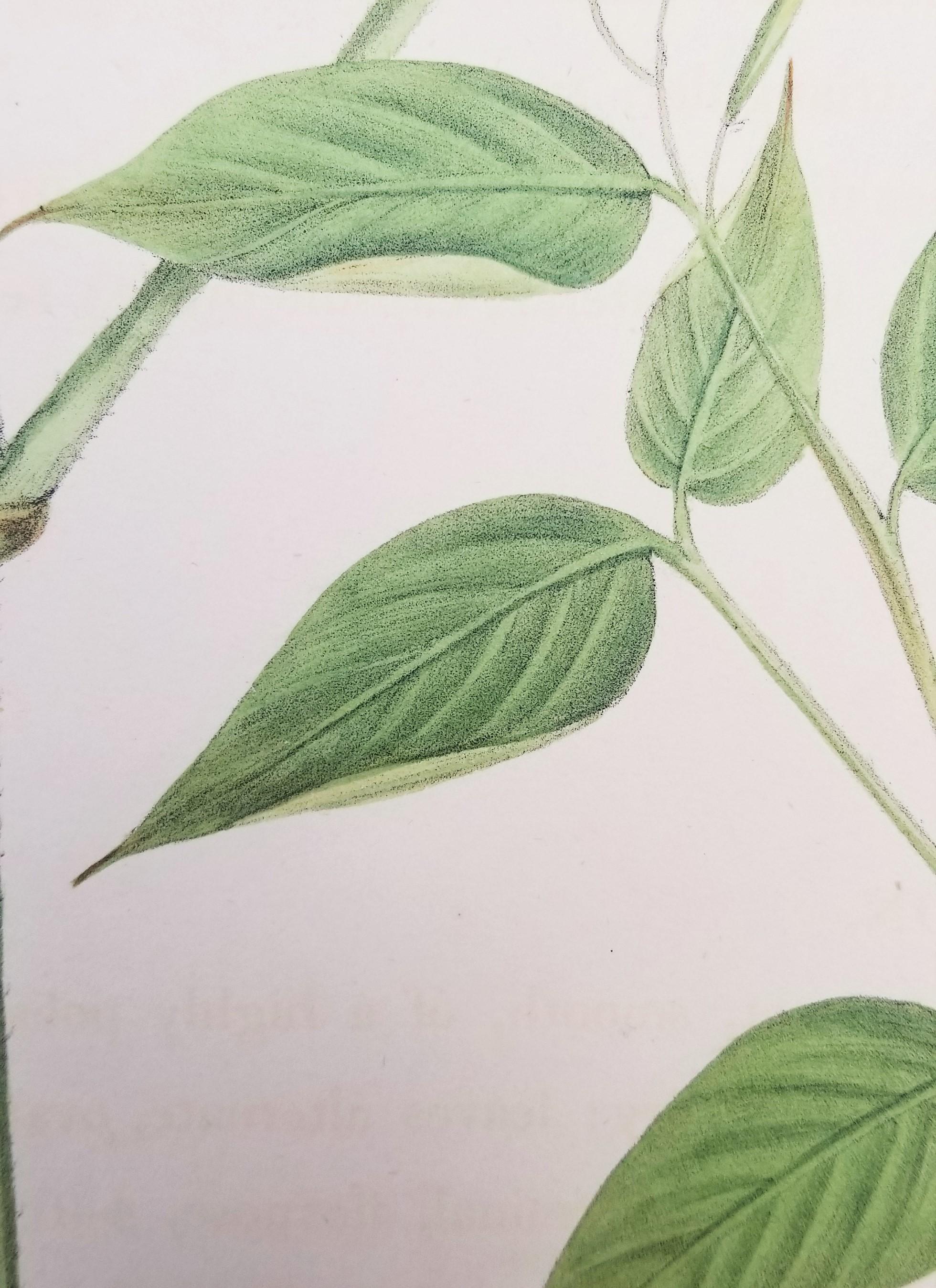 Set of Two Hand-Colored Lithographs from Roscoe's 