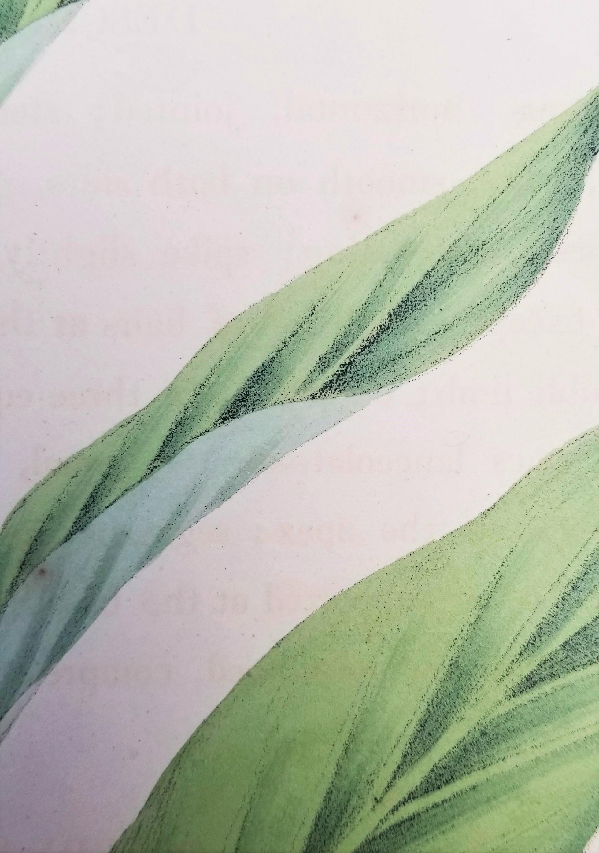 Set von zwei handkolorierten Lithografien aus Roscos „Monandrian Plants“ /// Botany im Angebot 2