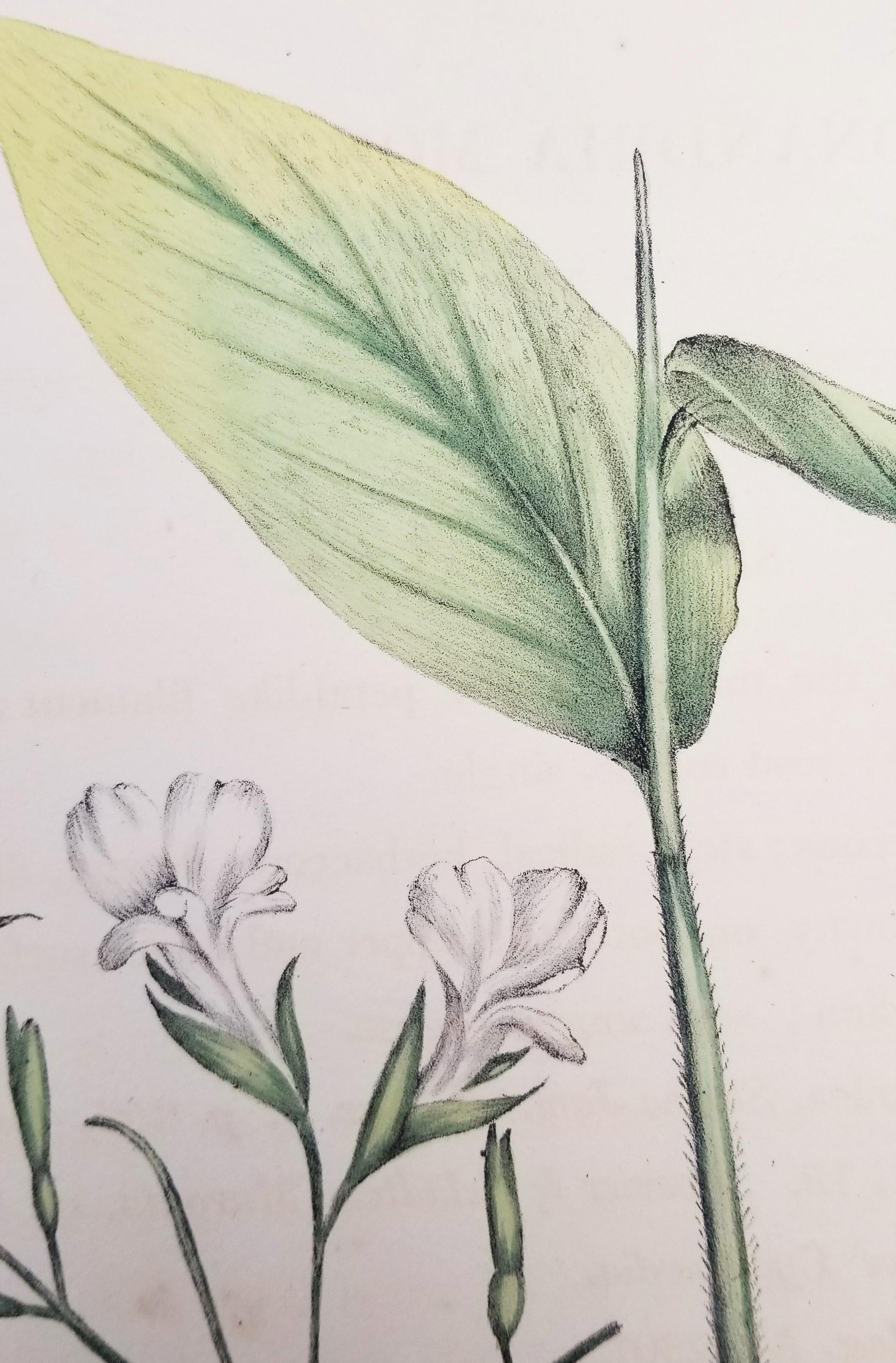 Set of Two Hand-Colored Lithographs from Roscoe's 