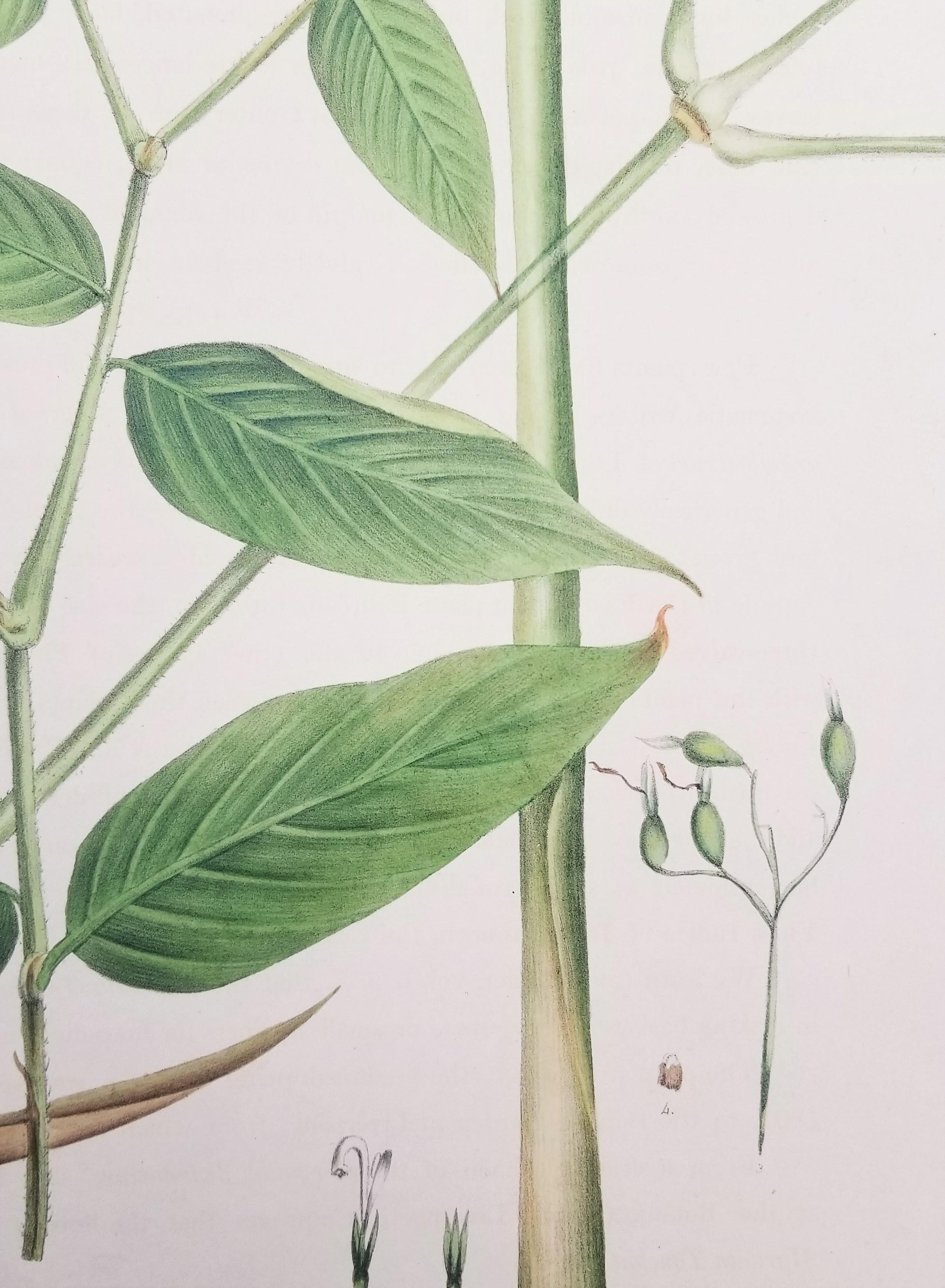 Set of Two Hand-Colored Lithographs from Roscoe's 