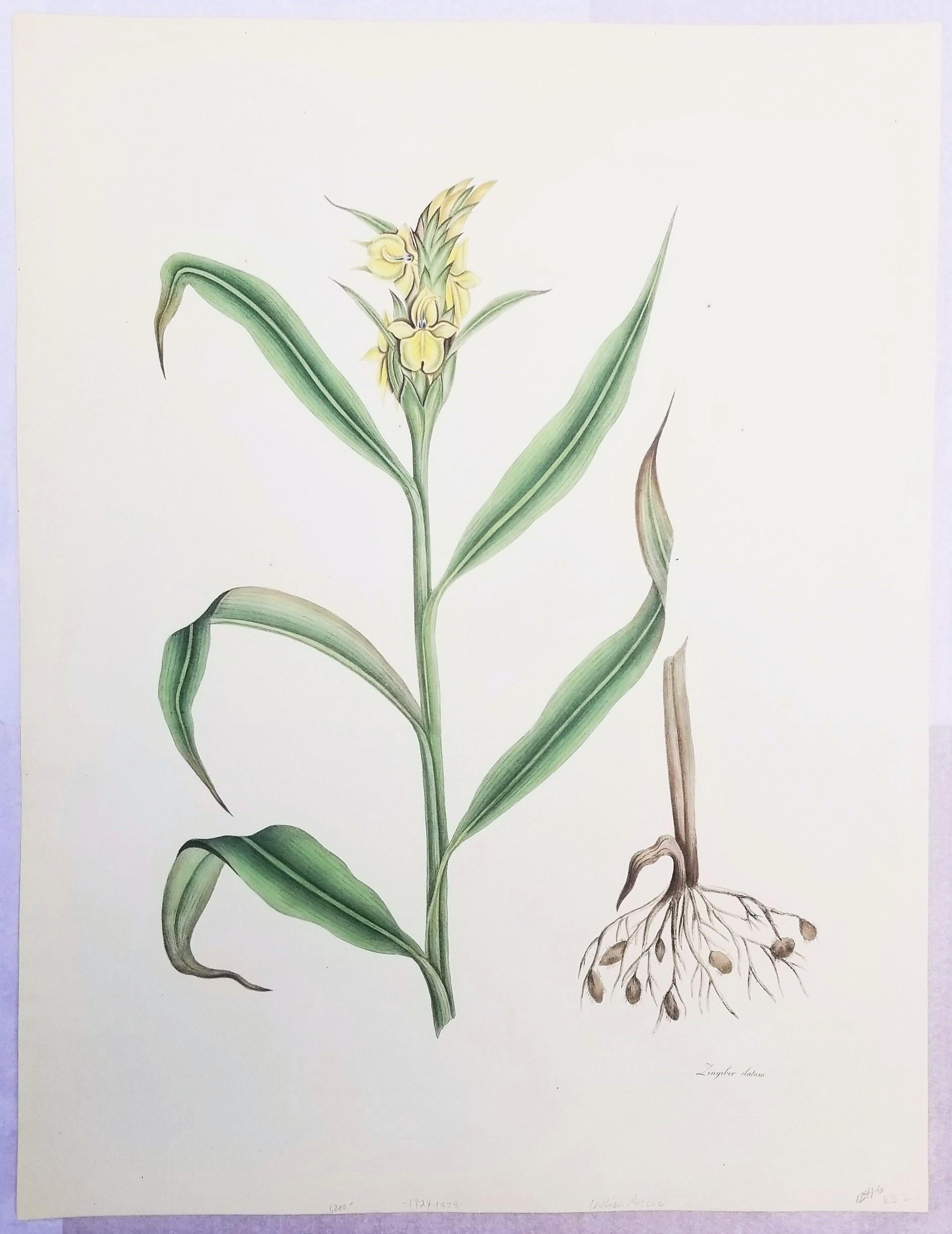 Set von zwei handkolorierten Lithografien aus Roscos „Monandrian Plants“ /// Botany im Angebot 3