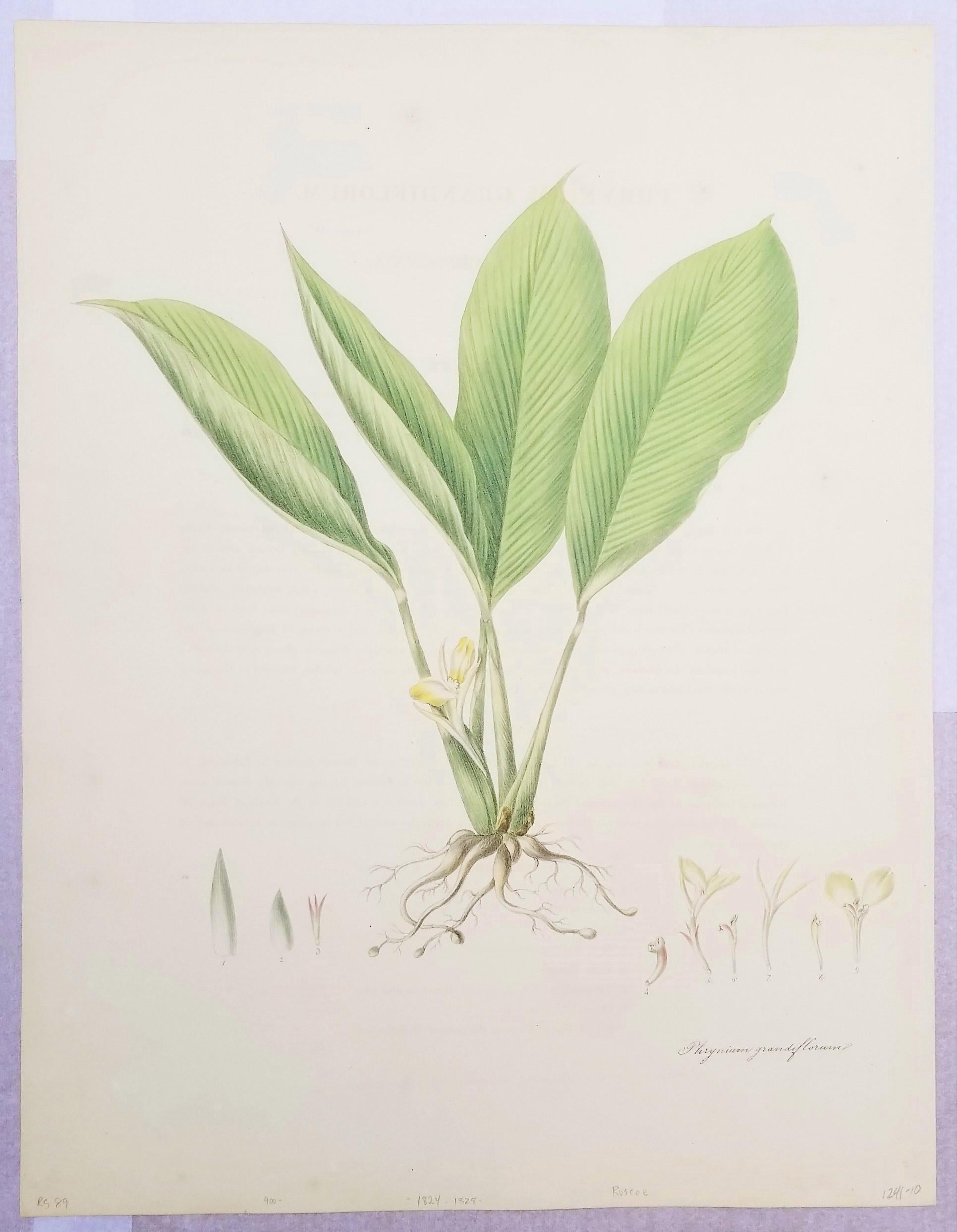 Set of Two Hand-Colored Lithographs from Roscoe's 