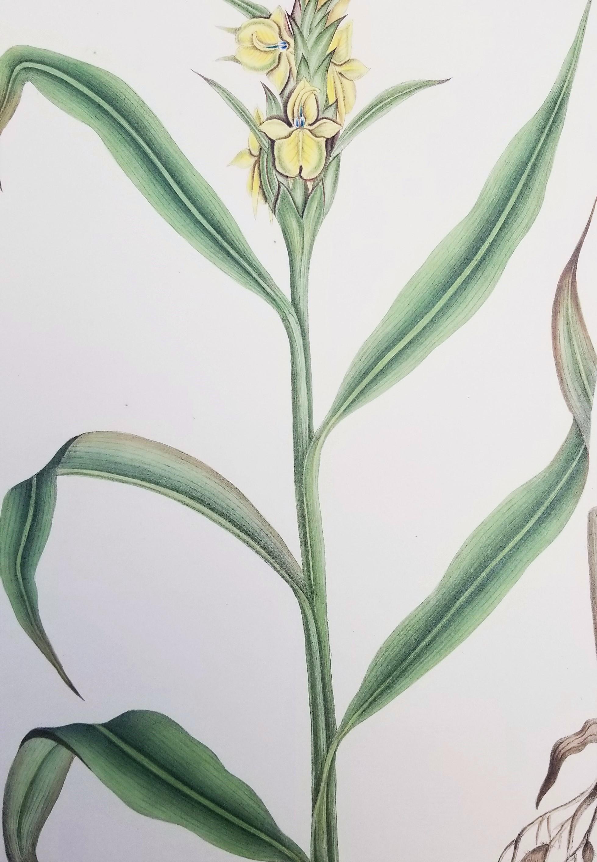 Set von zwei handkolorierten Lithografien aus Roscos „Monandrian Plants“ /// Botany im Angebot 4