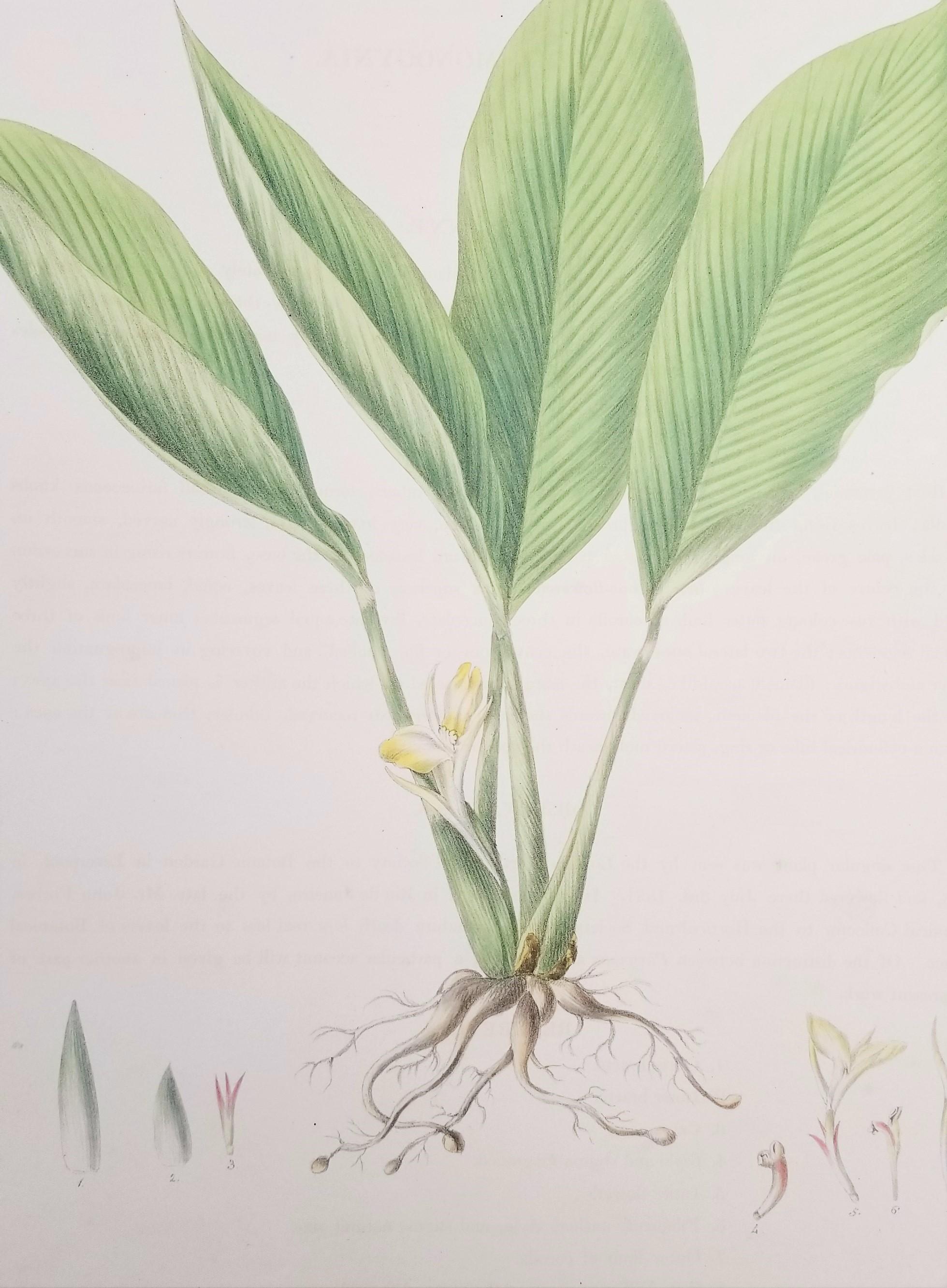 Set of Two Hand-Colored Lithographs from Roscoe's 