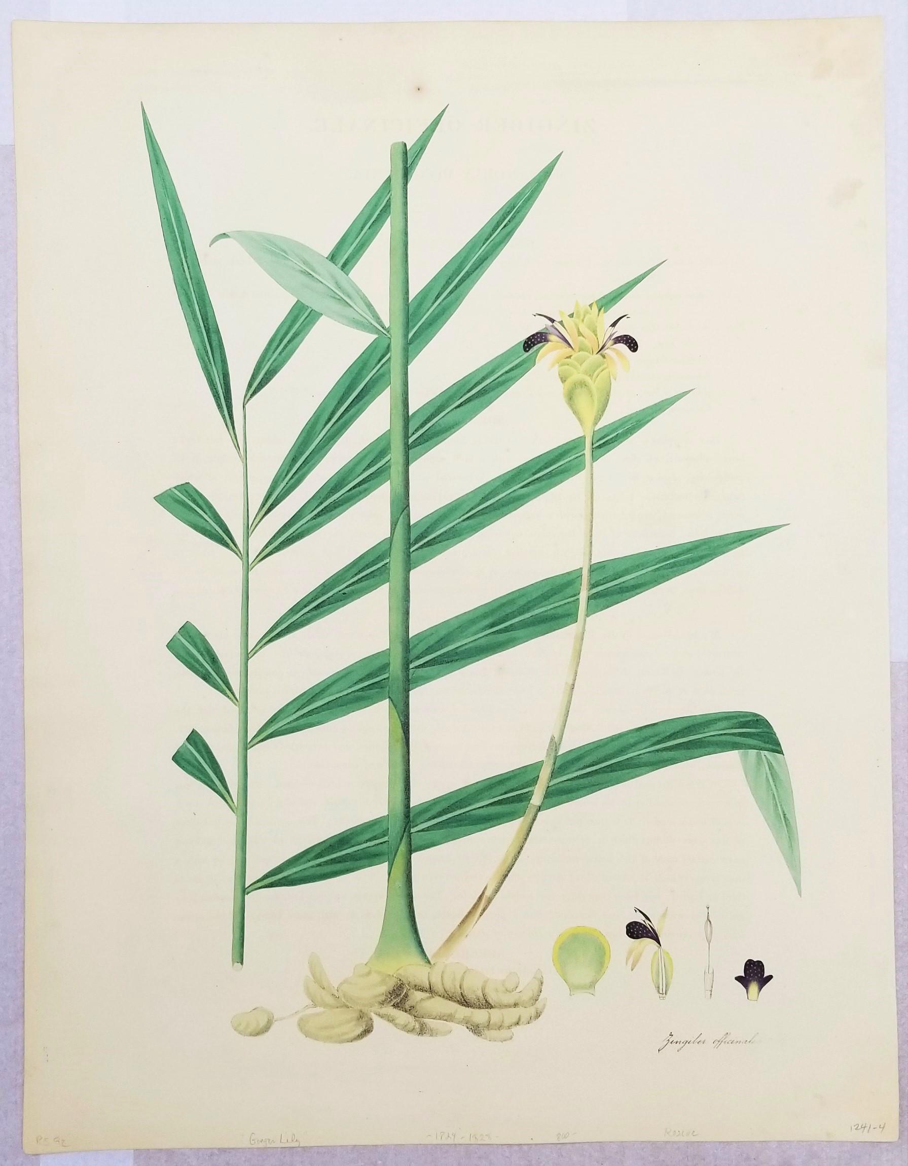 Set of Two Hand-Colored Lithographs from Roscoe's 