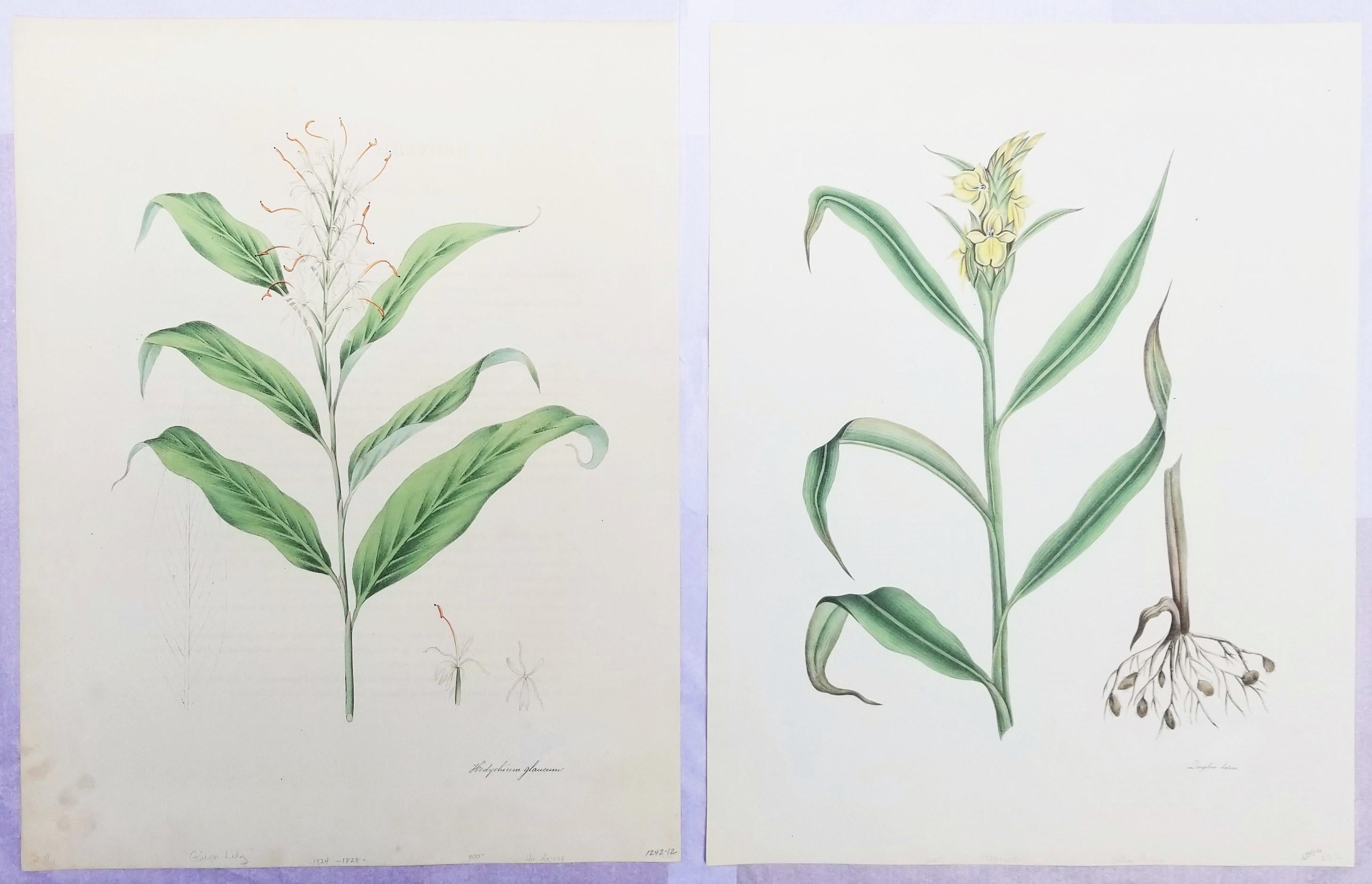 Conjunto de dos litografías coloreadas a mano de "Plantas Monandrianas" de Roscoe /// Botánica