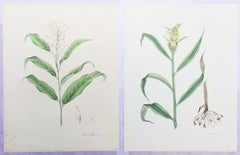 Conjunto de dos litografías coloreadas a mano de "Plantas Monandrianas" de Roscoe /// Botánica