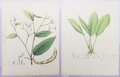 Conjunto de dos litografías coloreadas a mano de "Plantas Monandrianas" de Roscoe /// Botánica