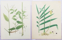 Set of Two Hand-Colored Lithographs from Roscoe's "Monandrian Plants" /// Botany