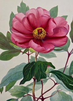 Handkolorierte Gravur eines blühenden Pfingstrosenbaums, Annesley, 19. Jahrhundert