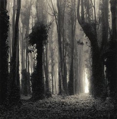 Eucalyptus Grove 12x12 Dreamlike Toned Photograph Numbered Mint Condition