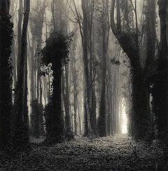 Eucalyptus Grove 12x12 Dreamlike Toned Photograph Numbered Mint Condition 