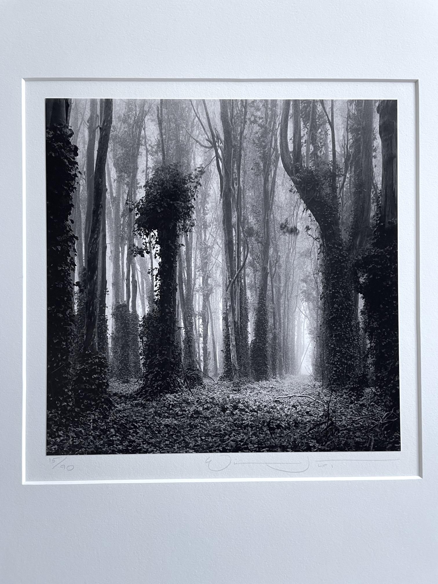 Eucalyptus Grove, San Francisco California  - Black Landscape Photograph by William Scott