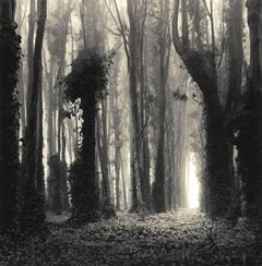 Eucalyptus Grove, San Francisco, Kalifornien