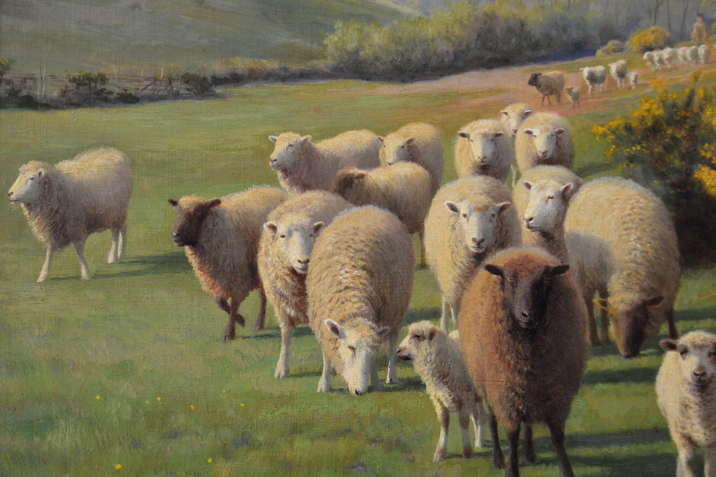 kent sheep